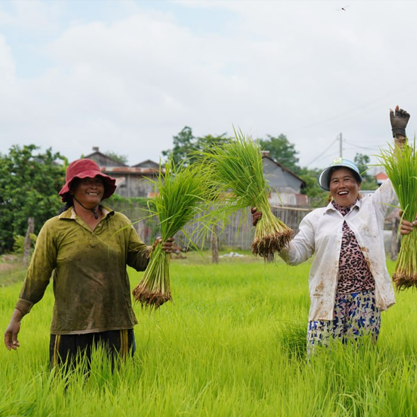 Cambodian%20Agriculture%20Cooperative%20Corporation%20PLC