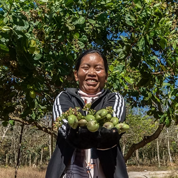 Cambodian%20Agriculture%20Cooperative%20Corporation%20PLC